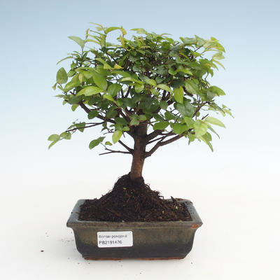 Pokojová bonsai - Sagerécie thea - Sagerécie thea  PB2191476 - 1