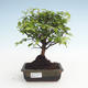 Pokojová bonsai - Sagerécie thea - Sagerécie thea  PB2191476 - 1/4