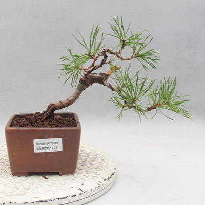 Vonkajšie bonsai - Pinus sylvestris - Borovica lesná - 1