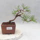 Vonkajšie bonsai - Pinus sylvestris - Borovica lesná - 1/4