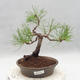 Vonkajšie bonsai - Pinus sylvestris - Borovica lesná - 1/5