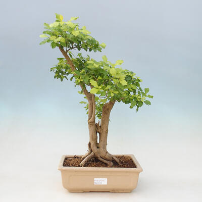 Izbová bonsai - Durant erecta aurea - 1
