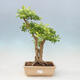 Izbová bonsai - Durant erecta aurea - 1/3