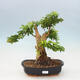 Izbová bonsai - Durant erecta aurea - 1/4