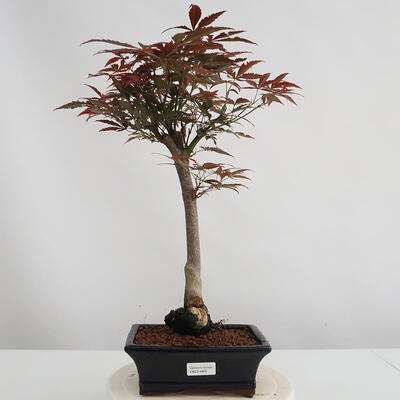 Vonkajšie bonsai - Acer palm. Atropurpureum-Javor dlaňolistý - 1
