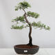 Vonkajšie bonsai - Prunus spinosa - trnka - 1/4