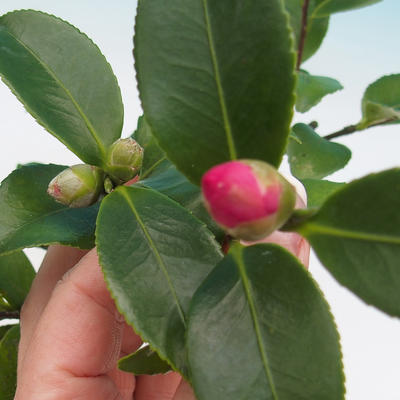 Izba bonsai-Camellia euphlebia-Camellia - 1