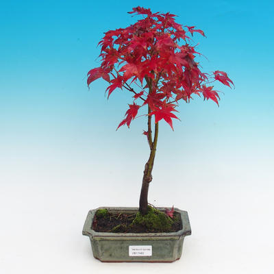 Vonkajšie bonsai - Javor dlaňolistý - 1