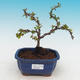 Vonkajšie bonsai - Chaenomeles superba jet trail -Kdoulovec biely - 1/4