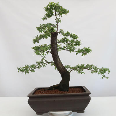 Vonkajšie bonsai - Prunus spinosa - trnka - 1