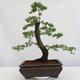 Vonkajšie bonsai - Prunus spinosa - trnka - 1/4