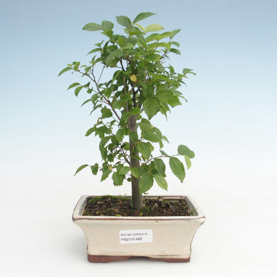 Pokojová bonsai - Celtis chinensis - břestovec PB2191482