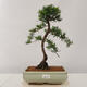 Vonkajšie bonsai - Taxus Bacatá - Tis červený - 1/4