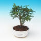 Izbová bonsai - Zantoxylum piperitum - Piepor - 1/4