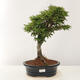 Vonkajší bonsai -Javor dlaňovitolistý Acer palmatum Shishigashira - 1/5