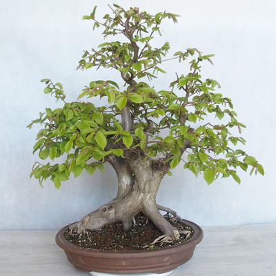 Vonkajší bonsai Carpinus betulus- Hrab obyčajný VB2020-485 - 1