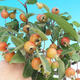 Vonkajší bonsai -Malus halliana - Maloplodé jabloň - 1/2