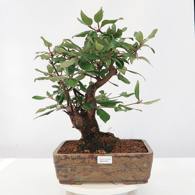 Vonkajšia bonsai-Kalina Bodnanská - Viburum carlesii - 1