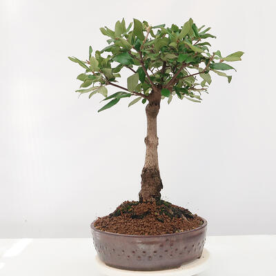 Vonkajšia bonsai-Kalina Bodnanská - Viburum carlesii - 1