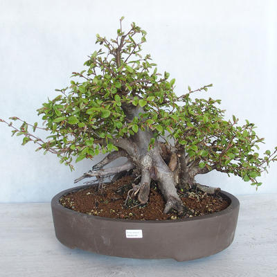 Vonkajší bonsai Carpinus betulus- Hrab obyčajný VB2020-487 - 1