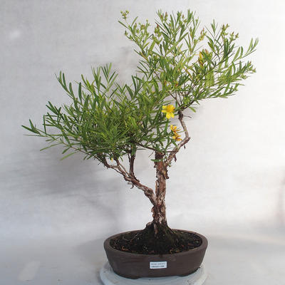Vonkajšie bonsai- ľubovník - Hypericum - 1