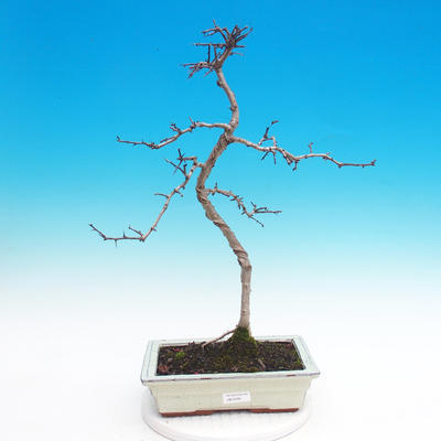 Vonkajšie bonsai - Hloh jednosemený