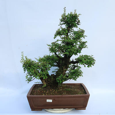 Vonkajšie bonsai - Zelkova - Zelkova NIRE - 1