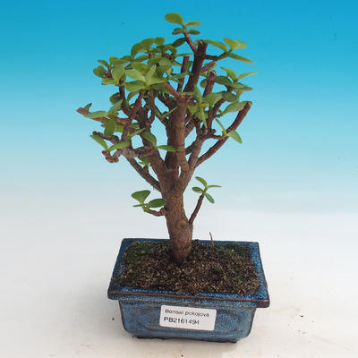 Izbová bonsai - Portulakaria Afra - Tlustice - 1