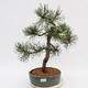 Vonkajší bonsai - Pinus Nigra - Borovica čierna - 1/4