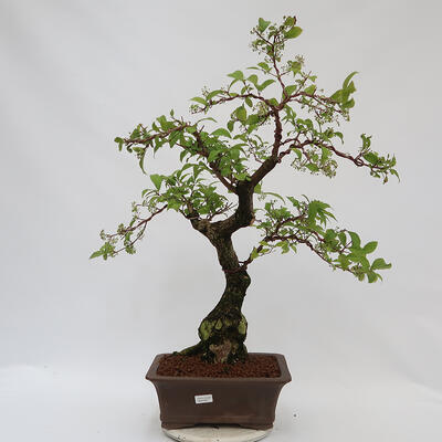 Vonkajší bonsai - krásnoplodka Callicarpa - 1