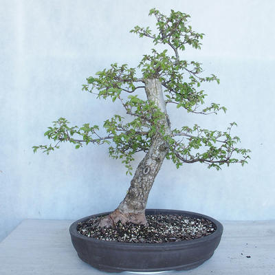 Vonkajší bonsai -Ulmus GLABRA Brest hrabolistý VB2020-495 - 1