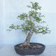 Vonkajší bonsai -Ulmus GLABRA Brest hrabolistý VB2020-495 - 1/5