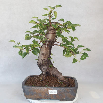 Vonkajšie bonsai -Mahalebka - Prunus mahaleb - 1