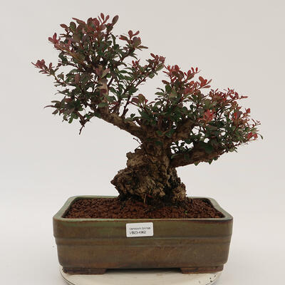Vonkajší bonsai - Berberis thunbergii Atropurpureum - Drištál - 1