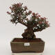 Vonkajší bonsai - Berberis thunbergii Atropurpureum - Drištál - 1/6