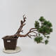 Vonkajší bonsai - Pinus sylvestris Watereri - Borovica lesná - 1/5