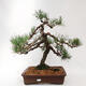 Vonkajší bonsai - Pinus sylvestris - Borovica lesná - 1/5