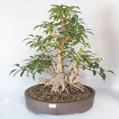 Vonkajšie bonsai - Zlatice - Forsythia - 1