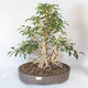Vonkajšie bonsai - Zlatice - Forsythia - 1/5