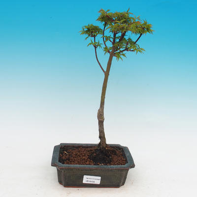 Vonkajší bonsai -Javor malolistá SHISHIGASHIRA - 1