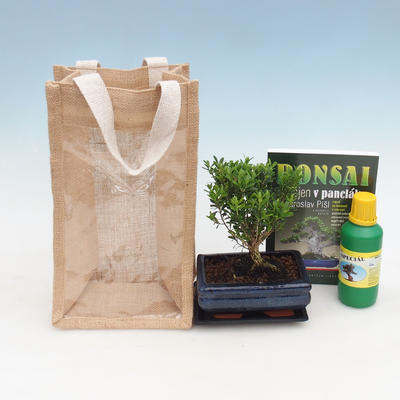 Izbová bonsai v darčekovej taške - JUTA, Buxus harlandii-Korkový buxus