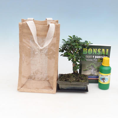 Izbová bonsai v darčekovej taške - JUTA, Carmona-čaj fuki