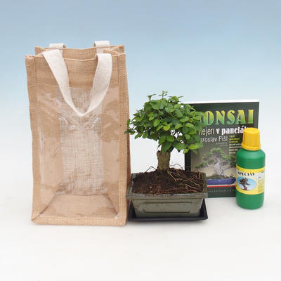 Izbová bonsai v darčekovej taške - JUTA, Vtáčí zob - Ligustrum chinensis