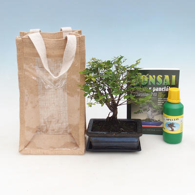 Izbová bonsai v darčekovej taške - JUTA, Sagerecie čajová - Sageretia thea