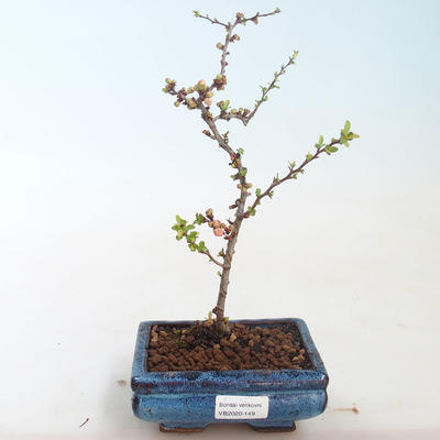 Vonkajšie bonsai - Chaenomeles špec. Rubra - Dulovec VB2020-149 - 1