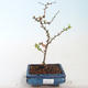 Vonkajšie bonsai - Chaenomeles špec. Rubra - Dulovec VB2020-149 - 1/3