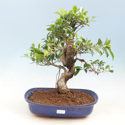 Izbová bonsai - malolistá fikus