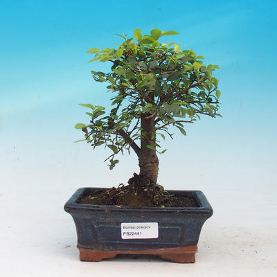 Izbová bonsai - Ulmus parvifolia - malolistá brest - 1