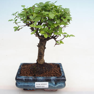 Izbová bonsai -Ligustrum chinensis - Vtáčí zob PB2201224 - 1