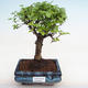 Izbová bonsai -Ligustrum chinensis - Vtáčí zob PB2201224 - 1/3